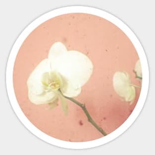 Pale Orchid Sticker